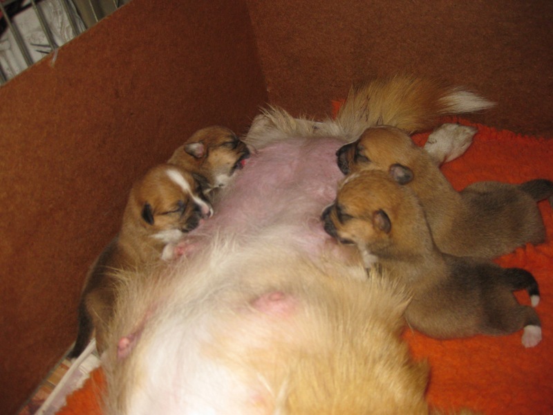 Puppies